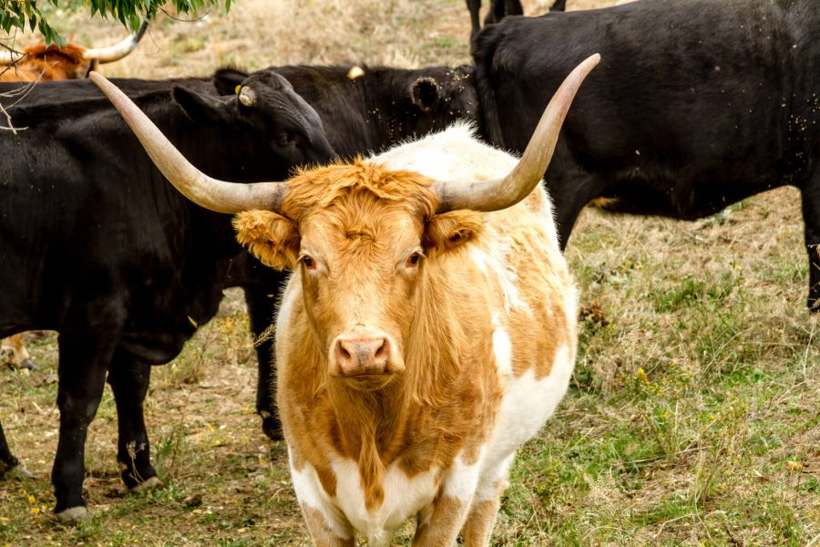 Services Mendocino Equine and Livestock